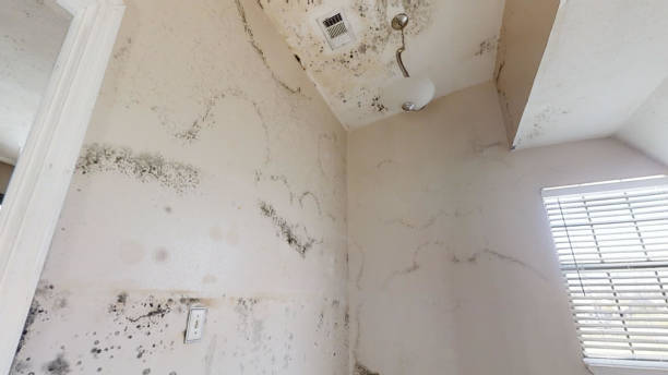 Trusted Somerset, WI Mold Removal Experts